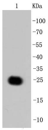 Anti-GFP Antibody (7X758)