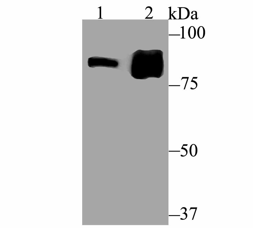 Anti-Gephyrin Antibody (6M904)