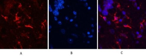 Anti-GFAP Antibody (6C642)