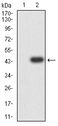 Anti-GRIN3B Antibody (6V820)