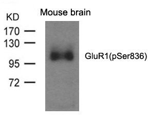 Anti-Phospho-GRIA1 (Ser836) Polyclonal Antibody