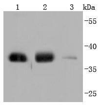 Anti-GAPDH Antibody-HRP (4W290)