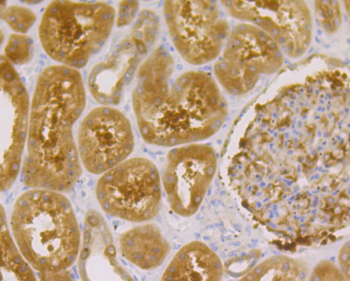 Anti-Gephyrin Antibody (6M904)
