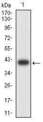 Anti-GRIN3B Antibody (6V820)