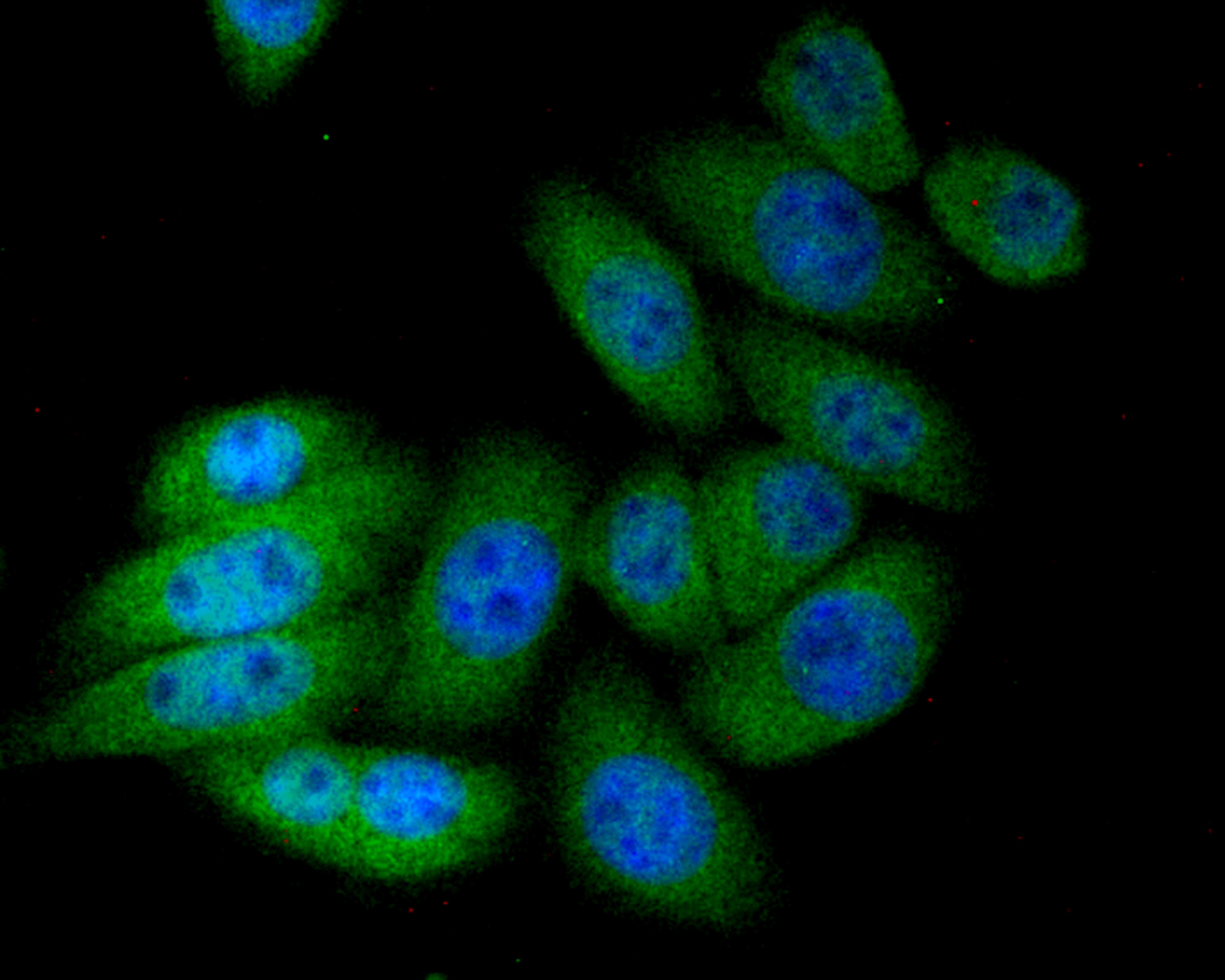 Anti-GRIM19 Antibody (2M560)