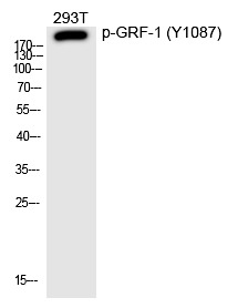Anti-Phospho-GRF-1 (Tyr1087) Polyclonal Antibody