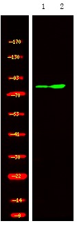 Anti-Phospho-GRK1/2 (Tyr13) Polyclonal Antibody