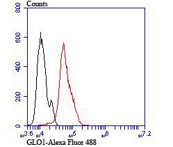 Anti-Lactoylglutathione lyase/GLO1 Antibody (8P849)