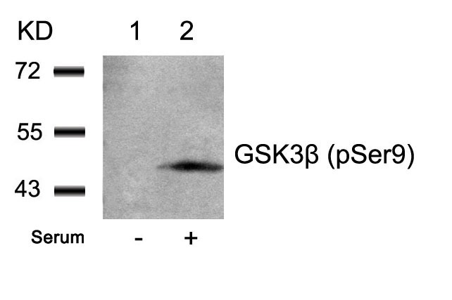 Anti-Phospho-GSK3B (Ser9) Polyclonal Antibody 2
