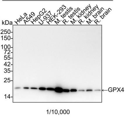 Anti-GPX4 Antibody (5M410)
