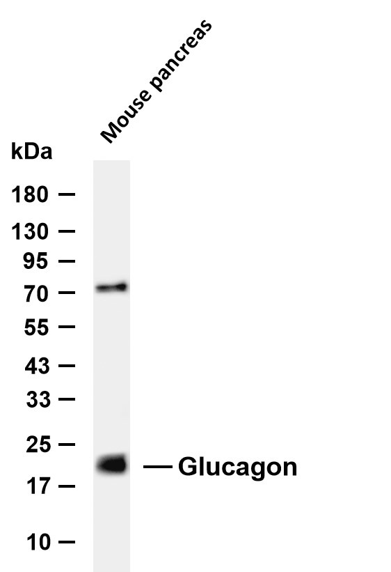 Anti-GCG Antibody (2S820)