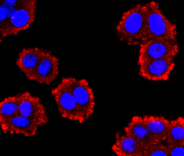 Anti-GCG Antibody (4G298)