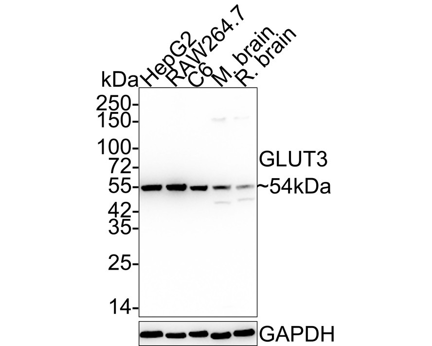 Anti-SLC2A3 Antibody (8J554)