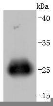 Anti-GFP Antibody-HRP (8M894)