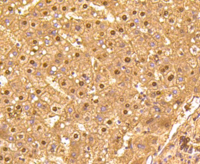 Anti-GAPDH Antibody (4W994)