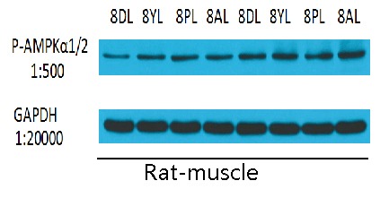 Anti-GAPDH Antibody (9X189)