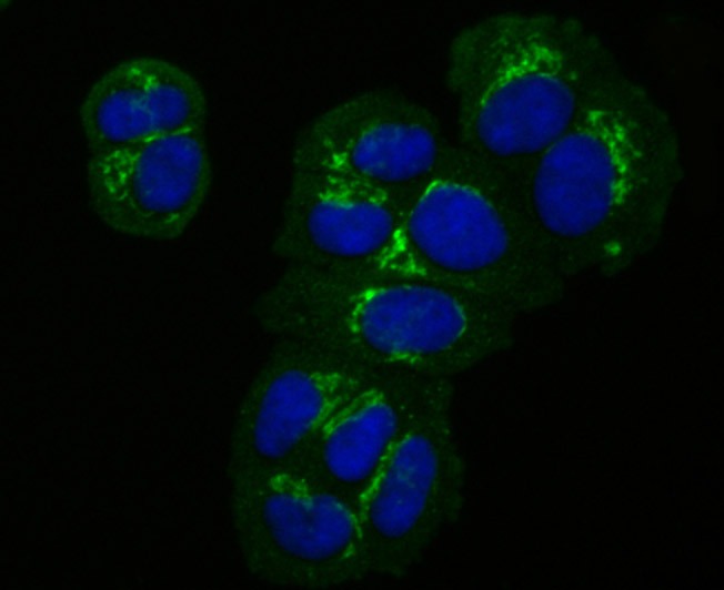 Anti-GRASP65 Antibody (9N637)
