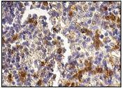 Anti-Granzyme B Antibody (6G558)