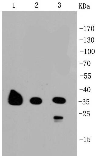 Anti-GAPDH Antibody (4W994)