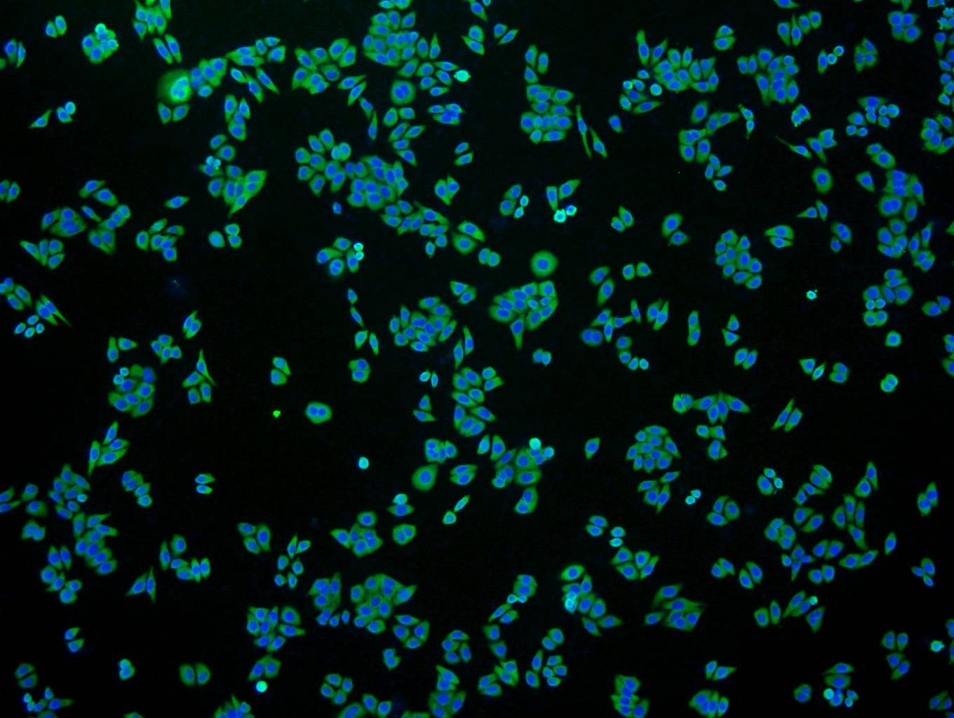 Anti-GAPDH Antibody (4W994)