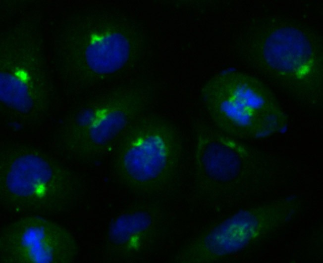 Anti-GRASP65 Antibody (9N637)
