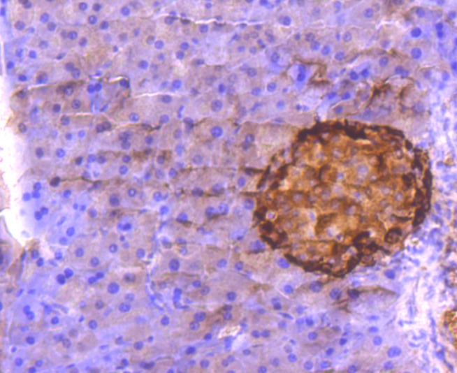 Anti-GCG Antibody (2S820)