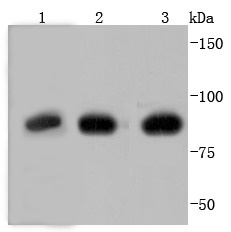 Anti-NR3C1 Antibody (1M615)