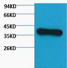 Anti-GAPDH Antibody (4E643)