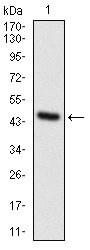 Anti-Osteoactivin/GPNMB Antibody (4G206)
