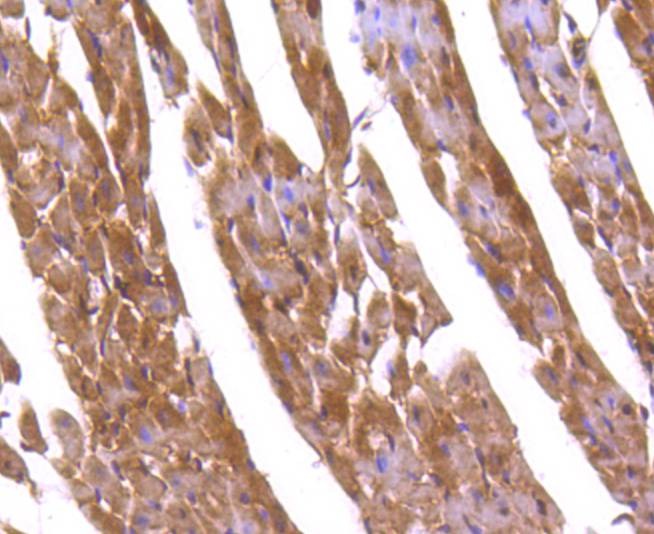 Anti-FOXO1 Antibody (6M554)