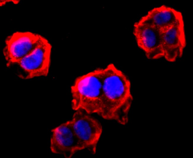 Anti-FGFR3 Antibody (7I878)