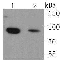 Anti-FOXO1 Antibody (6M554)