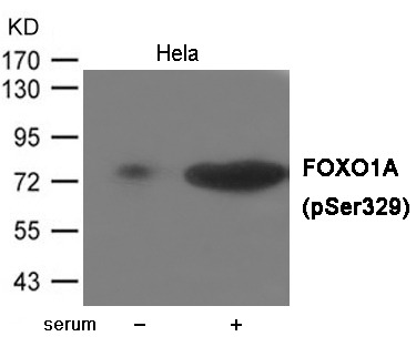 Anti-Phospho-FOXO1 (Ser329) Polyclonal Antibody