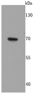 Anti-GAD67 Antibody (1N825)