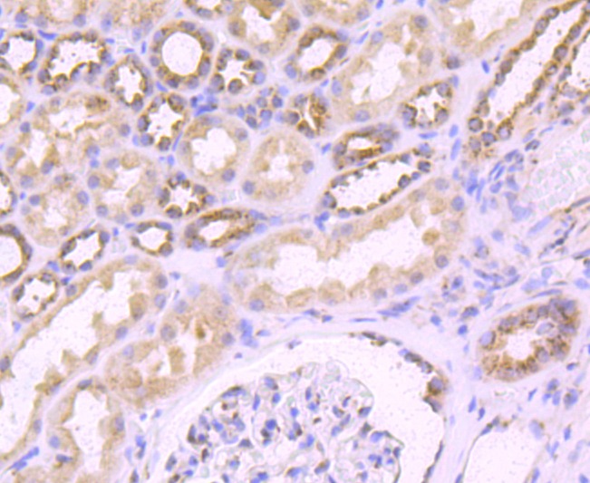 Anti-FGFR3 Antibody (7I878)