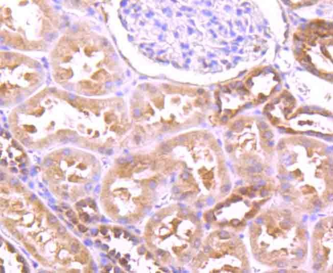 Anti-GABARAP Antibody (1D418)
