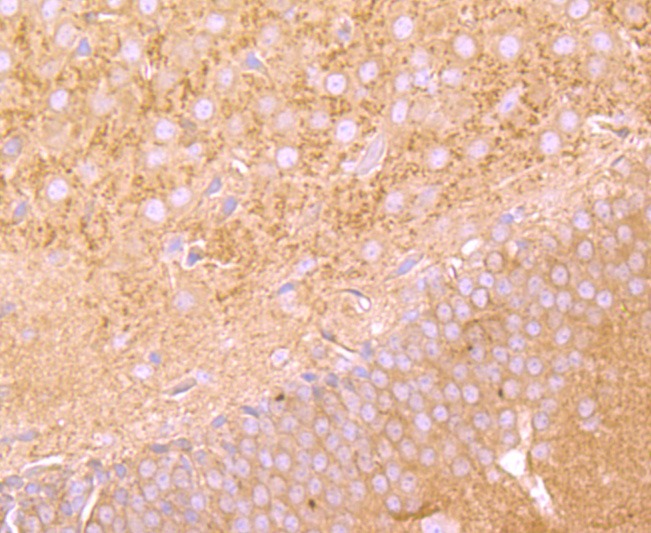 Anti-FGFR3 Antibody (4S518)