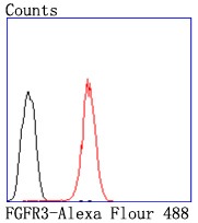 Anti-FGFR3 Antibody (7I878)