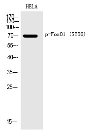 Anti-Phospho-FOXO1 (Ser256) Polyclonal Antibody 2