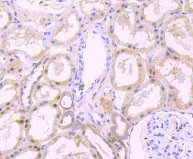 Anti-FKBP51 Antibody (6E556)