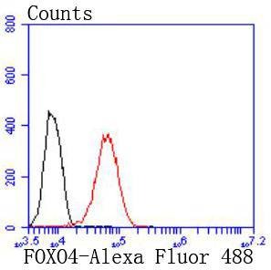 Anti-FOXO4 Antibody (5M471)