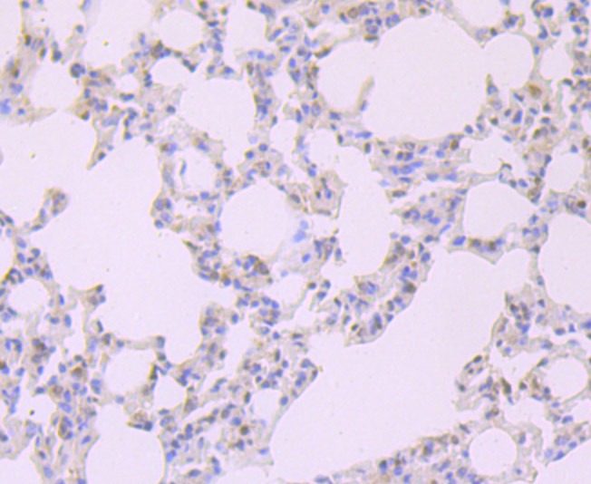 Anti-FKBP51 Antibody (6E556)