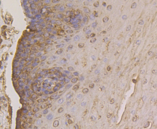 Anti-FKBP4 Antibody (1H771)
