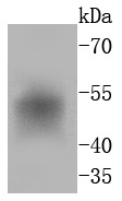 Anti-FOSB Antibody (8O342)