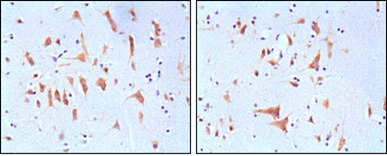 Anti-FMR1 Antibody (7X357)