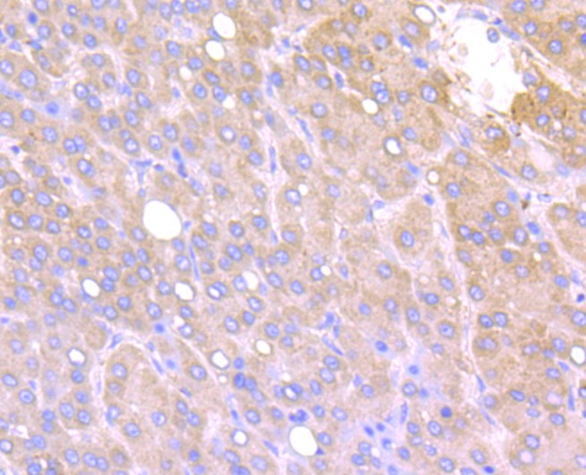 Anti-Fragilis/IFITM3 Antibody (5N399)