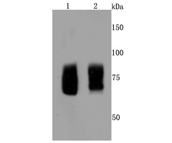 Anti-FMR1 Antibody (9X925)