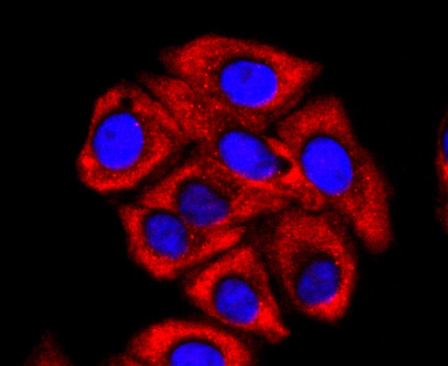 Anti-FMR1 Antibody (9X925)