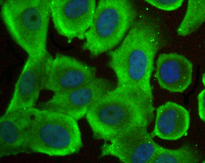 Anti-FKBP4 Antibody (1H771)