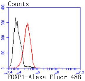 Anti-FOXP1 Antibody (1G20)